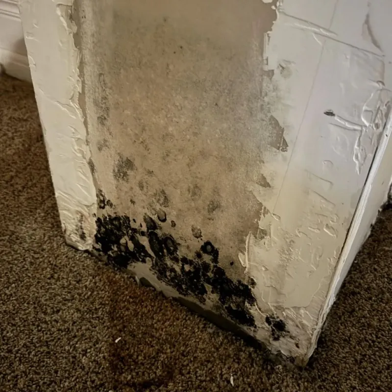 Professional Mold Removal in La Salle County, TX